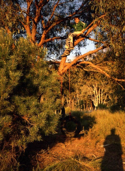 One of my climbing trees with tyre swings