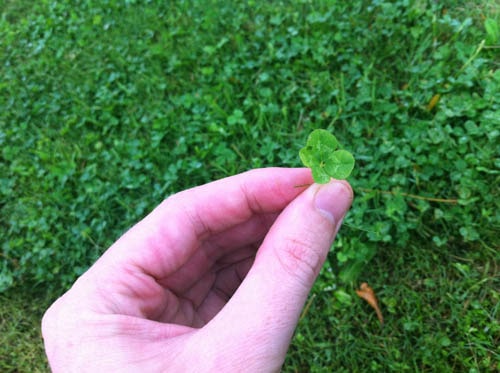 Picked four-leaf clover