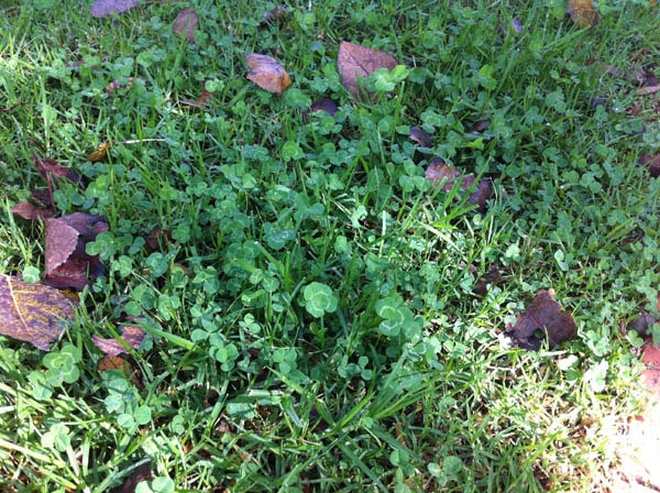 Four-leaf clover photo 01