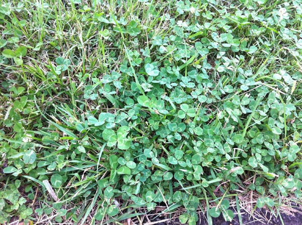 Four-leaf clover photo 02