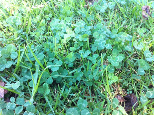 Four-leaf clover photo 04