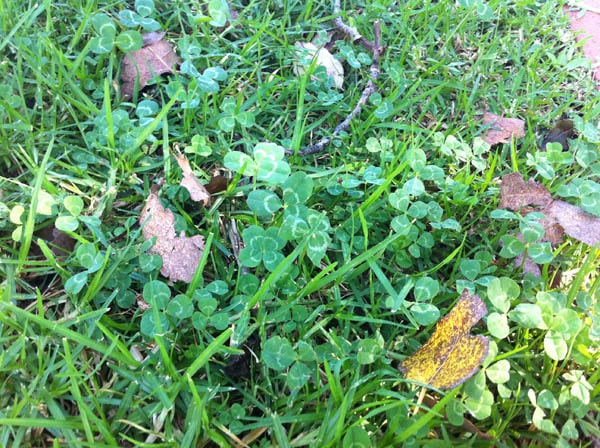Four-leaf clover photo 05