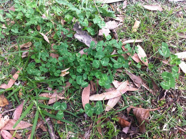 Four-leaf clover photo 06