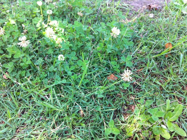 Four-leaf clover photo 07