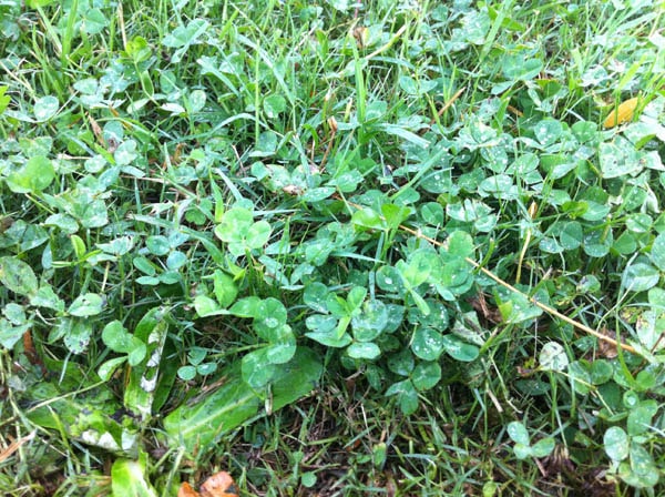 Four-leaf clover photo 08