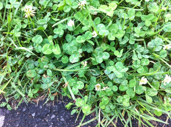 Four-leaf clover photo 09