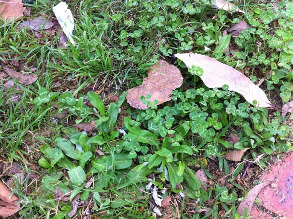 Four-leaf clover photo 10