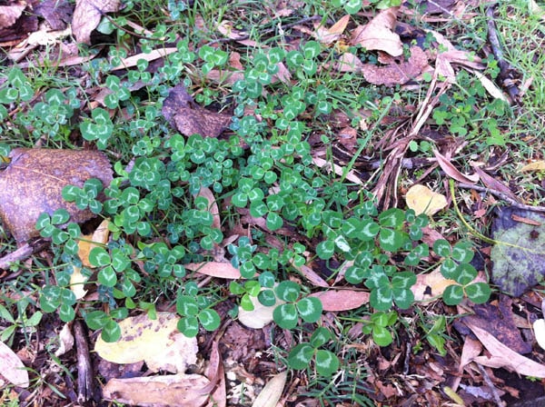 Four-leaf clover photo 11