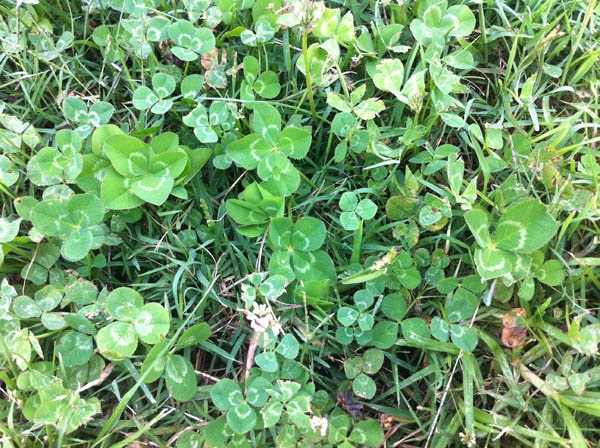 The Mysterious Genetics of the Four-Leaf Clover