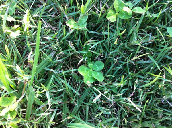 Four-leaf clover photo 13