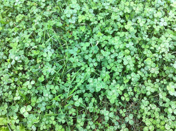 Four-leaf clover photo 14