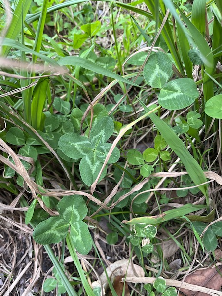 Four-leaf clover photo 15