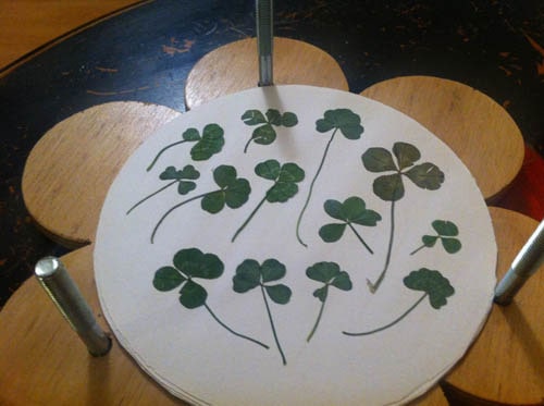 Four-leaf clovers in a flower press