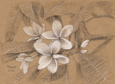 Frangipani