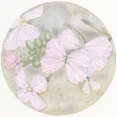 Radish flowers