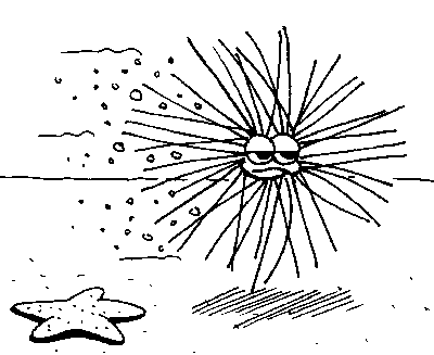 Trent the sea urchin